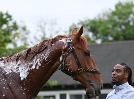 Rich Strike enjoys a bath from groom Jerry Dixon Jr. after arriving at Belmont Park Tuesday morning. The Kentucky Derby champion will go through paddock schooling, then informally work out in the afternoon. (Image: Adam Coglianese)
