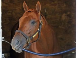 Taiba, seen here relaxing in his Churchill Downs stall during Derby week, hasn't run since finishing 12th in the Derby. He may be one of trainer Bob Baffert's entries in the July 23 Grade 1 Haskell Stakes. (Image: Chad B. Harmon)