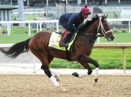 Tawny Port, seen here working out two days before he finished seventh in the Kentucky Derby is the 3/1 morning line favorite for Saturday's Grade 3 Ohio Derby at JACK Thistledown. (Image: Coady Photography)