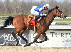 Tiz the Bomb likely saw his last synthetic race in this April Jeff Ruby Steaks victory at Turfway Park. He will move back to his preferred turf surface for the Grade 1 Belmont Derby Invitational next month. (Image: Coady Photography/Turfway Park)