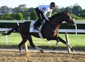 We the People, working out at Belmont Park Saturday, now counts celebrity chef Bobby Flay as one of his owners. (Image; Coglianese Photos/Janet Garaguso)