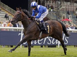 Baaeed is the top-ranked horse in the world. The 4-year-old comes into Wednesday's Sussex Stakes unbeaten in eight races. (Image: Shadwell Stud)