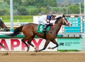 Becca Taylor is a nose away from being undefeated in nine races. She heads a seven-horse field in the Grade 2 Great Lady M Stakes at Los Alamitos. (Image: Benoit Photo)