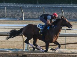 Flightline, seen here working out at Santa Anita in early July, will be the favorite in the first Breeders' Cup Classic Future Wager pool. That new future wager begins next week. (Image: Ernie Belmonte)