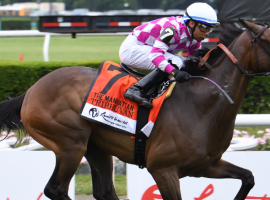 Tribuvan made last month's Grade 1 Manhattan Stakes look easy. Now, he seeks a defense of his title in the Grade 1 United Nations at Monmouth Park. (Image: Viola Jasko/NYRA.com)