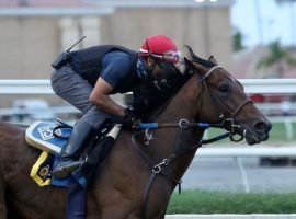 Flightline worked out at Del Mar last week for next month's Grade 1 Pacific Classic. He opened as the 3/1 favorite for the first Breeders' Cup Classic Future Wager pool. (Image: Zoe Metz Photography)