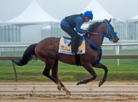 Simplification bled heavily during this fifth-place Preakness Stakes finish at Pimlico. He returns to action at Mountaineer Park for Saturday's Grade 3 West Virginia Derby. (Image: Jerry Dzierwinski/Maryland Jockey Club)